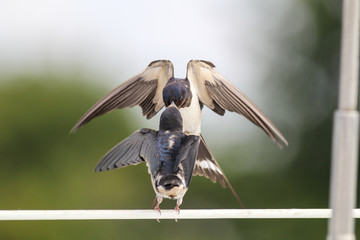 Swallows - motherhood, love, care, delicacy and precision © zmija5
