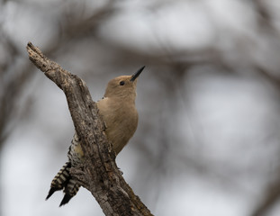 Female Gila Woodpecker