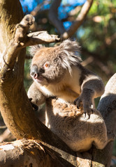 Koala in the wild