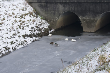 Ducks on frozen water