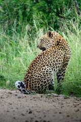 A Leopard walking towards the camera in the Kruger National Park, South Africa.