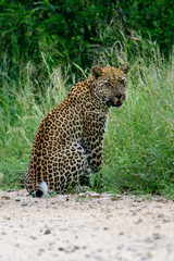A Leopard walking towards the camera in the Kruger National Park, South Africa.