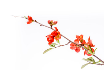 Japanese Quince, Chaenomeles japonica, in bloom. Isolated on white background.