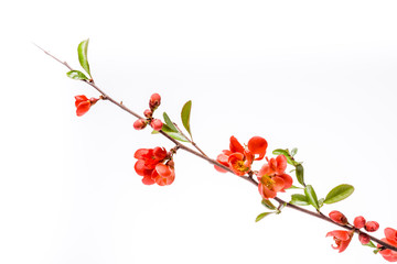 Japanese Quince, Chaenomeles japonica, in bloom. Isolated on white background.