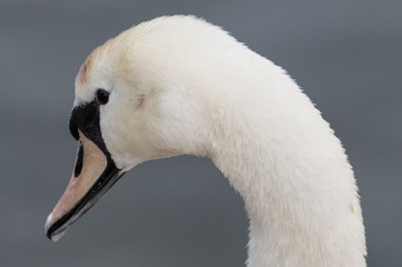 A beautiful white swan captured closeup and in profile.