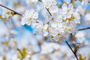 Obraz premium Cherry blossoms branch at spring garden.