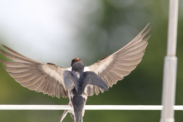 Swallows - motherhood, love, care, delicacy and precision © zmija5
