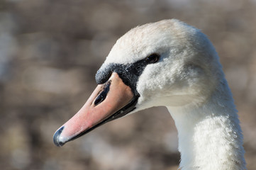 A beautiful white swan captured closeup and in profile.