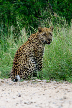 A Leopard walking towards the camera in the Kruger National Park, South Africa.