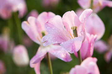 delicate pink tulip with drops of dew on petals