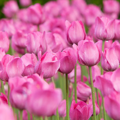 Fototapeta na wymiar bright pink tulips with drops of dew on petals