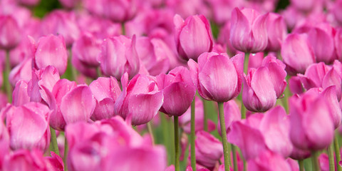 bright pink tulips with drops of dew on petals