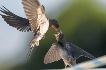 Swallows - motherhood, love, care, delicacy and precision © zmija5