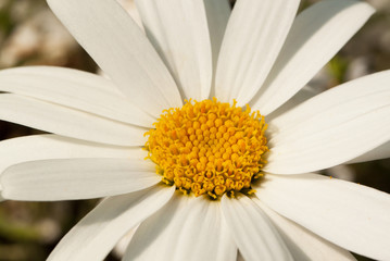 Fototapeta premium chamomile with beautiful white petals