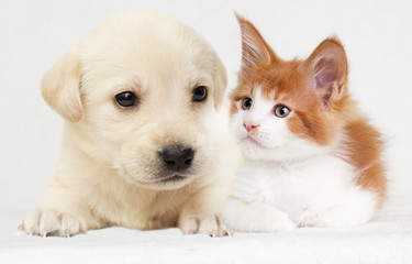 Fototapeta na wymiar kitten and puppy together