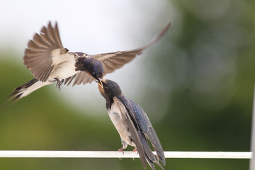 Swallows - motherhood, love, care, delicacy and precision © zmija5