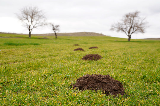 New molehills on lawn made by moles population and several trees on background