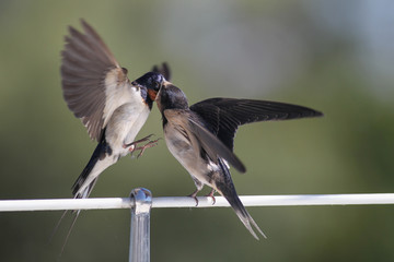 Swallows - motherhood, love, care, delicacy and precision © zmija5