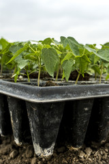 Semillero plantulas papaya