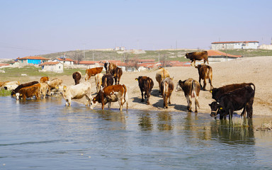 Obraz premium Thirsty cows drinking water from the river