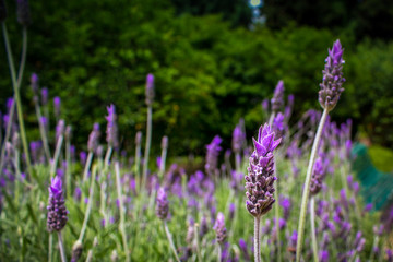 Lavander field