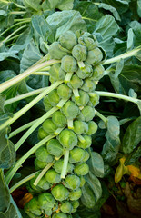 Sprouts field