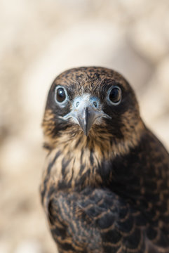 Eagle Varvaki