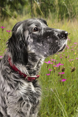 A summer hunt in blooming fields