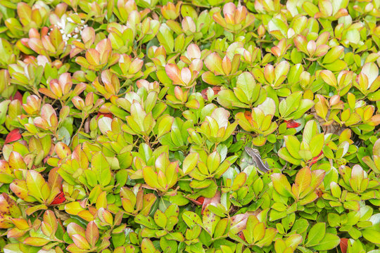 Anole Lizard Hidden in Hedge Bushes:  Anole lizard nestled and hidden in hedge bushes to catch morning insects at the advent of Spring.