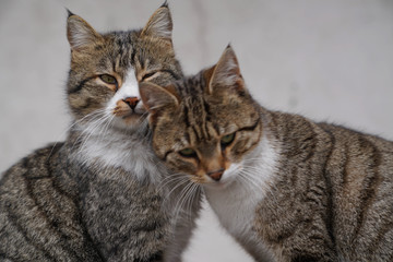 Two brown cats sitting and snuggling each other