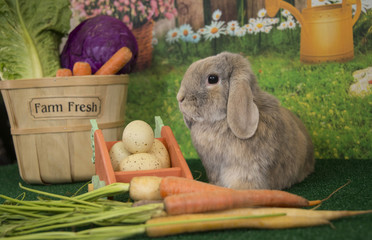 Easter bunny lop ear rabbit with carrots and spring flowers