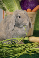 Easter bunny lop ear rabbit eating carrots