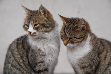 Two lovely brown cat sitting side by side