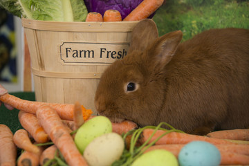 Easter bunny red Thrianta rabbit with farm fresh carrots, vegetables and colored Easter eggs