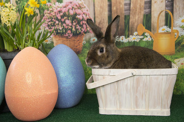 Easter bunny rabbit in basket with colored eggs and blooming spring flowers