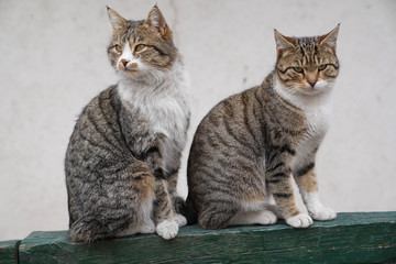 Two lovely brown cat sitting side by side