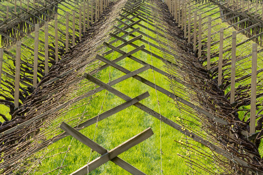Vineyard in the vine growing region of Trentino Alto Adige, northern Italy. Vineyard in springtime.