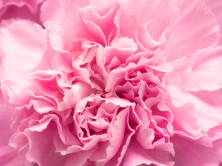 Fototapeta premium Pink petal flowers in soft style for background