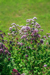Purple flowers of origanum vulgare or common oregano, wild marjoram. Sunny day