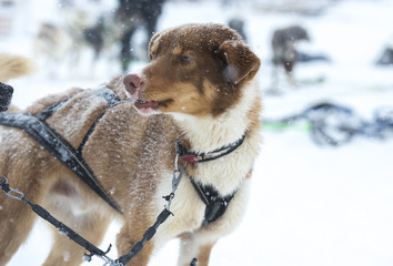 Portrait of husky dog, Tromso, Norway,Tromso wilderness centre