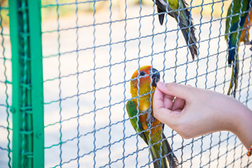 The parrot was trapped in the cage