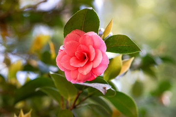 Beautiful pink flower of japanese camellia