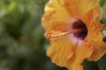 Orange Flower Macro