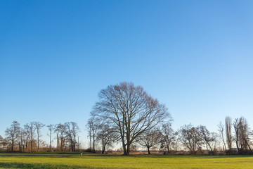 Beautiful branch of tree without leaf stand in the middle of the field with range of tree background and blue sky