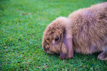 Fototapeta premium Rabbit is in the the lawn