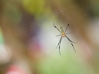 Small black red spider on web in nature waiting bug insect for food.