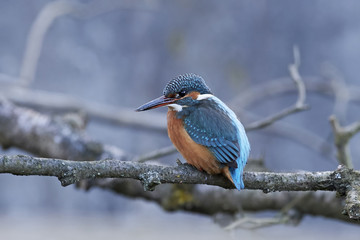 Common kingfisher (Alcedo atthis)
