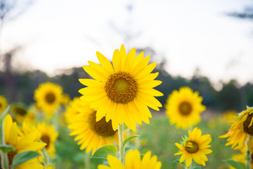 Fototapeta premium Sunflowers have abundant health benefits