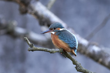 Common kingfisher (Alcedo atthis)