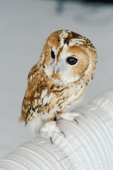 hand-held owl sits at home
